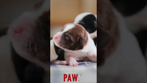 🐶 #PAWS - Searching Puppies 🐾