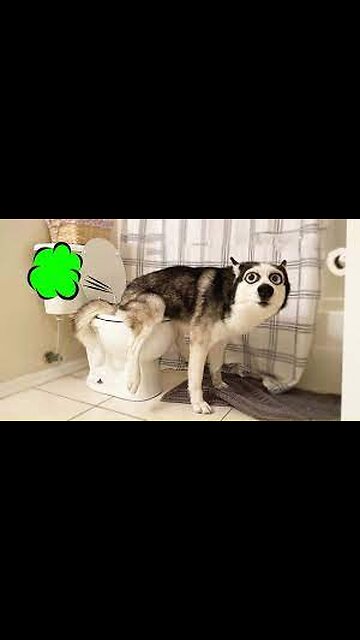 Angry Dog Videos😈👿🐕‍🦺 Funny Angry Dog Videos #rumbleviralvideos