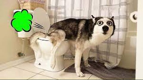 Angry Dog Videos😈👿🐕‍🦺 Funny Angry Dog Videos #rumbleviralvideos