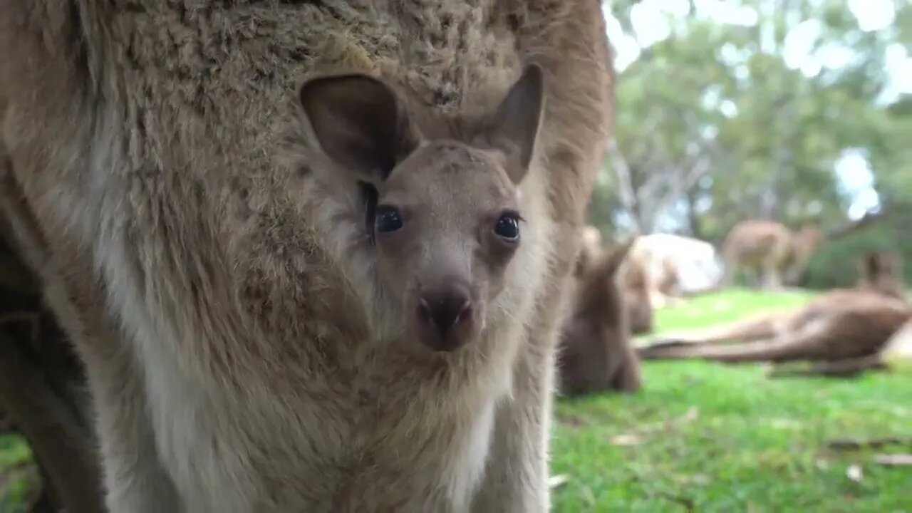 Clumsy Baby Kangaroo Learns To Hop 🦘 - The Lifestyle of a Cute Baby-7