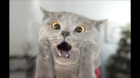 Funny And Cute Cat'S Life The Best Friends Videos