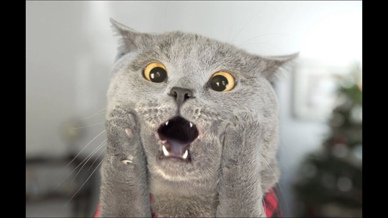 Funny And Cute Cat'S Life The Best Friends Videos