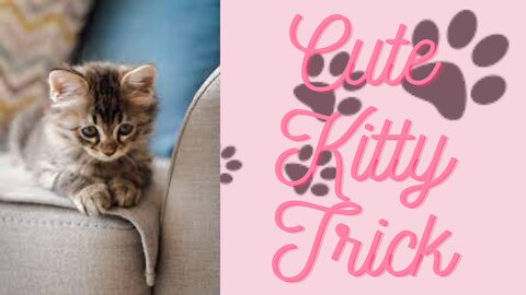 Adorable Kitten Training