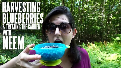 Harvesting Blueberries & Treating for Pests with Neem Oil