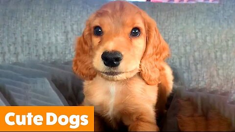 1 Hour of the Cutest Dogs | Funny Pet Videos