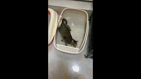 Funny animal videos
