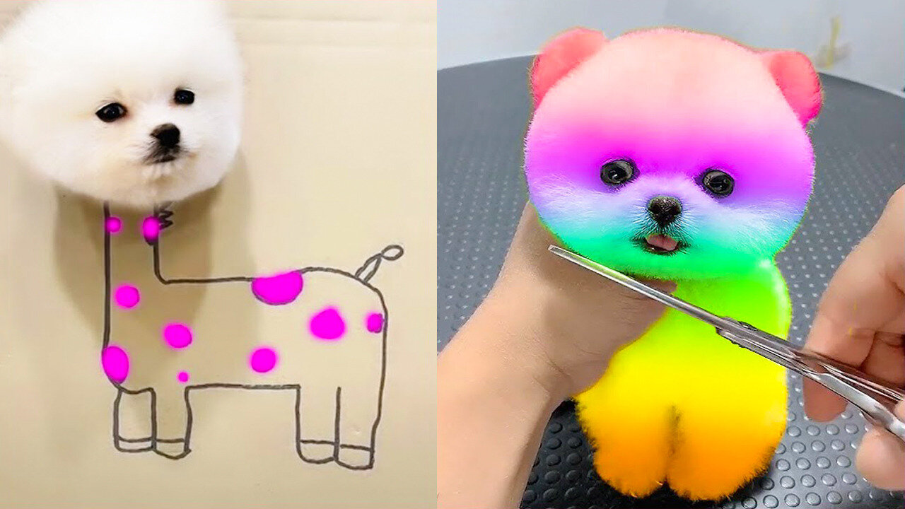 adorable cute little dogs so sweet😍😍