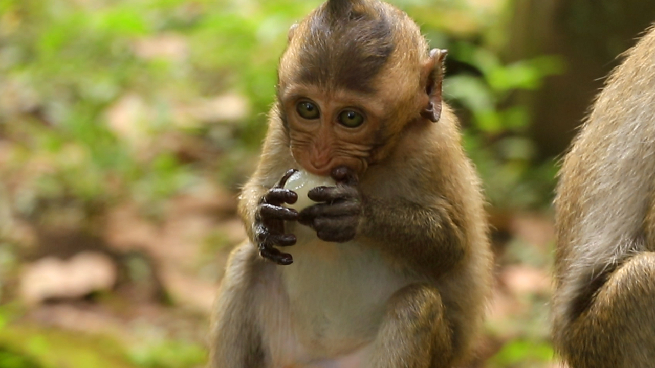 Look so yummy little baby Brutus JR eat Rambutan