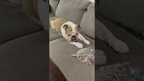He’s Stuck 🤣 #dogsofyoutube