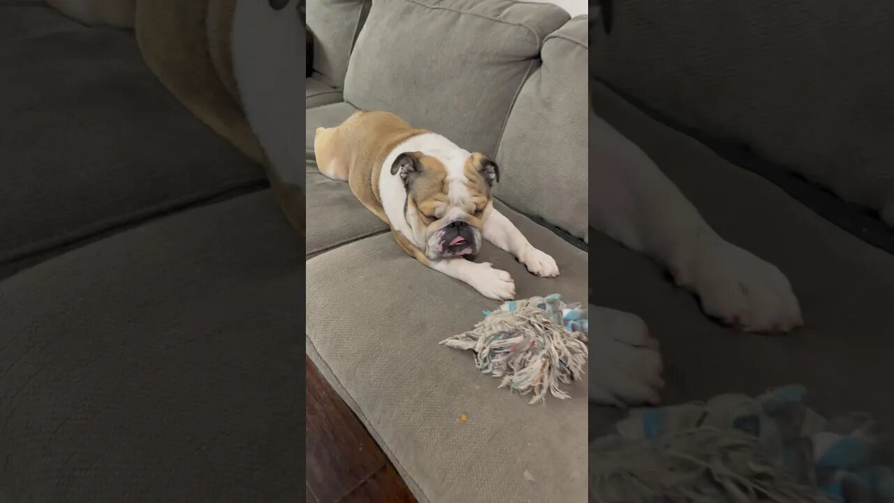 He’s Stuck 🤣 #dogsofyoutube