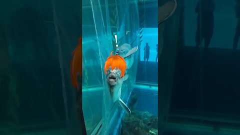 @Loftipixels Twitter timeline, performed by Sunfish at the #osaka #kaiyukan #aquarium