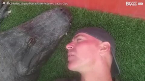 Un soigneur se détend près d'un alligator en pleine sieste