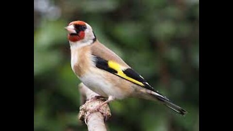 THE GOLDFINCH - Official Trailer 1