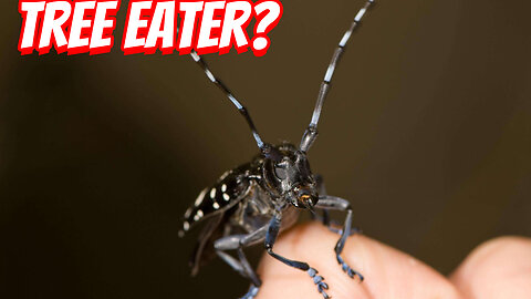 The Destructive Asian long-horned beetle!