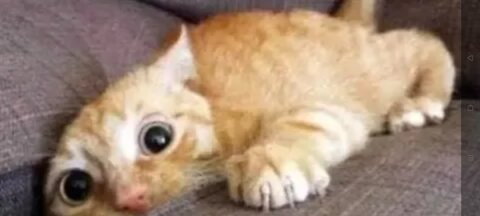 Funny animal video!! #2