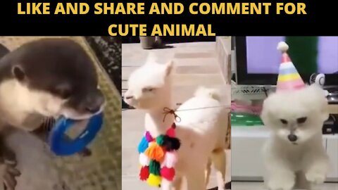 Animal playing ,cute animal activities #short