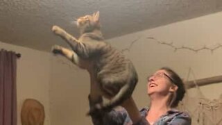 Dona ajuda gato a caçar uma traça