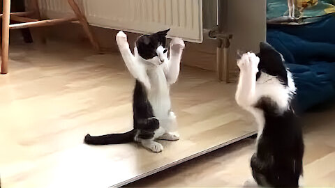 Impressionante, engraçado vídeo de gato e cachorrinho