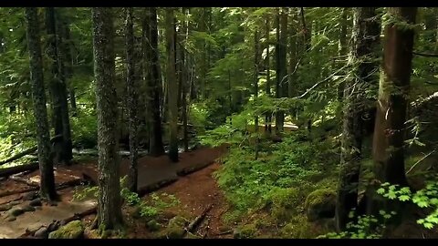 Relaxing Music 24/7, Healing Music, Meditation Music, Spa Music, Sleep, Zen, Study Music, Forest