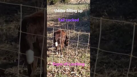 Signs Lil Baby (lamb) is about to POP OUT 🐑👶🤩