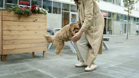 cute dogs are love to play playing dogs of 2021