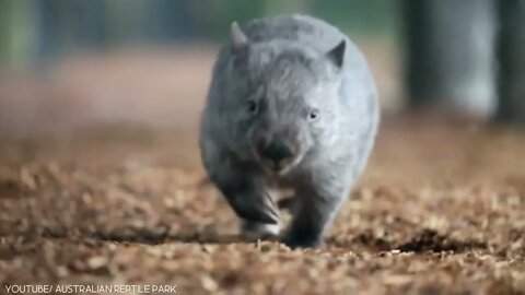 9 Cutest Exotic Pets In The World