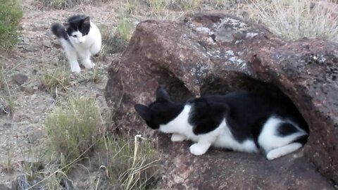 Our Cats #89 #shorts - Cats Play-Fight for Hollow Space on Rock (Part 1)