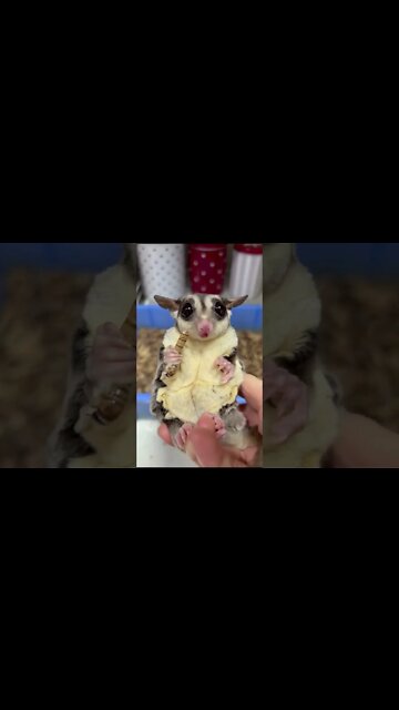 эти приколы искали все / приколы 2022 / приколы 2022 тик ток / тик ток приколы смотреть