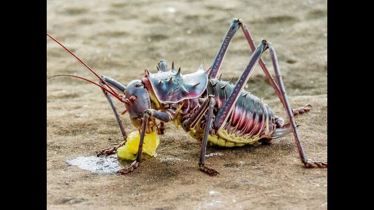 "Fascinating Armed Cricket: Nature's Tiny Warrior"
