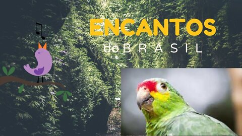 🐦🐦O CANTO DO PAPAGAIO DIADEMA🐦🐦