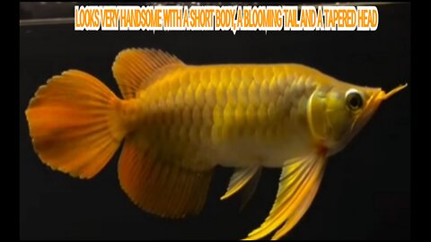 The Super Red Arowana is very cool with its short body, blooming tail and pointed head