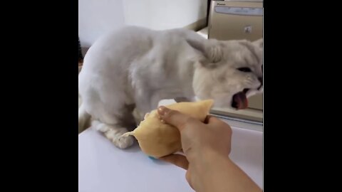 Why Celebrities Are Obsessed With Try Not to Laugh or Grin: Cats and Dogs Edition