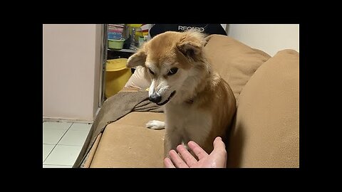 Funny DOGS were probably having a Ruff Day 😂 Best Funny Animals Videos