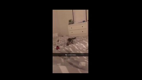 cat funny video