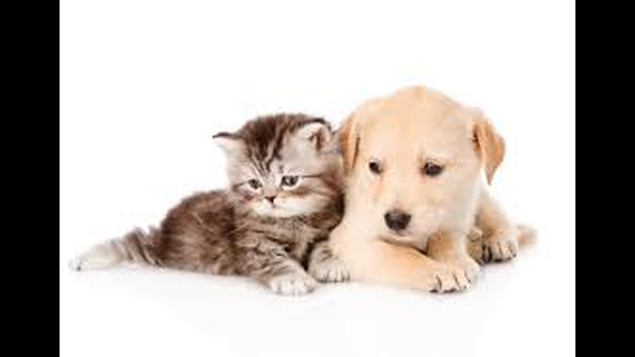 Funny Animal Videos __ funny dogs __ funny cats
