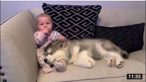 Baby Dogs - Cute and Funny Dog Videos Compilation #1 | Funniest & Cutest Funny Puppy Videos 2021