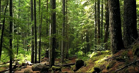 Keindahan Alam Hutan Yang Sangat Hijau