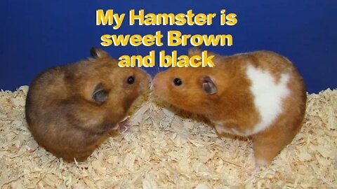 My Hamster is sweet Brown color | Hamster coklat yang lucu