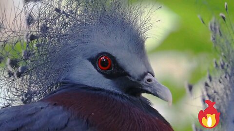 animals beautiful video