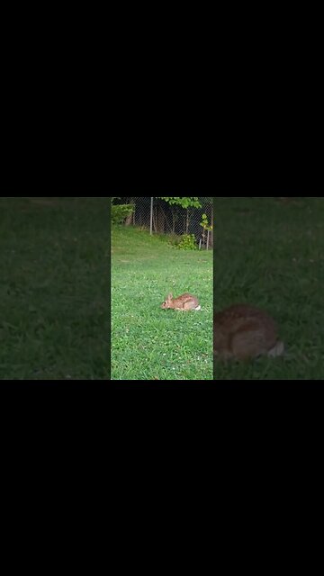 Baby Bunny Living on Plant Site. I Call Him Buster!