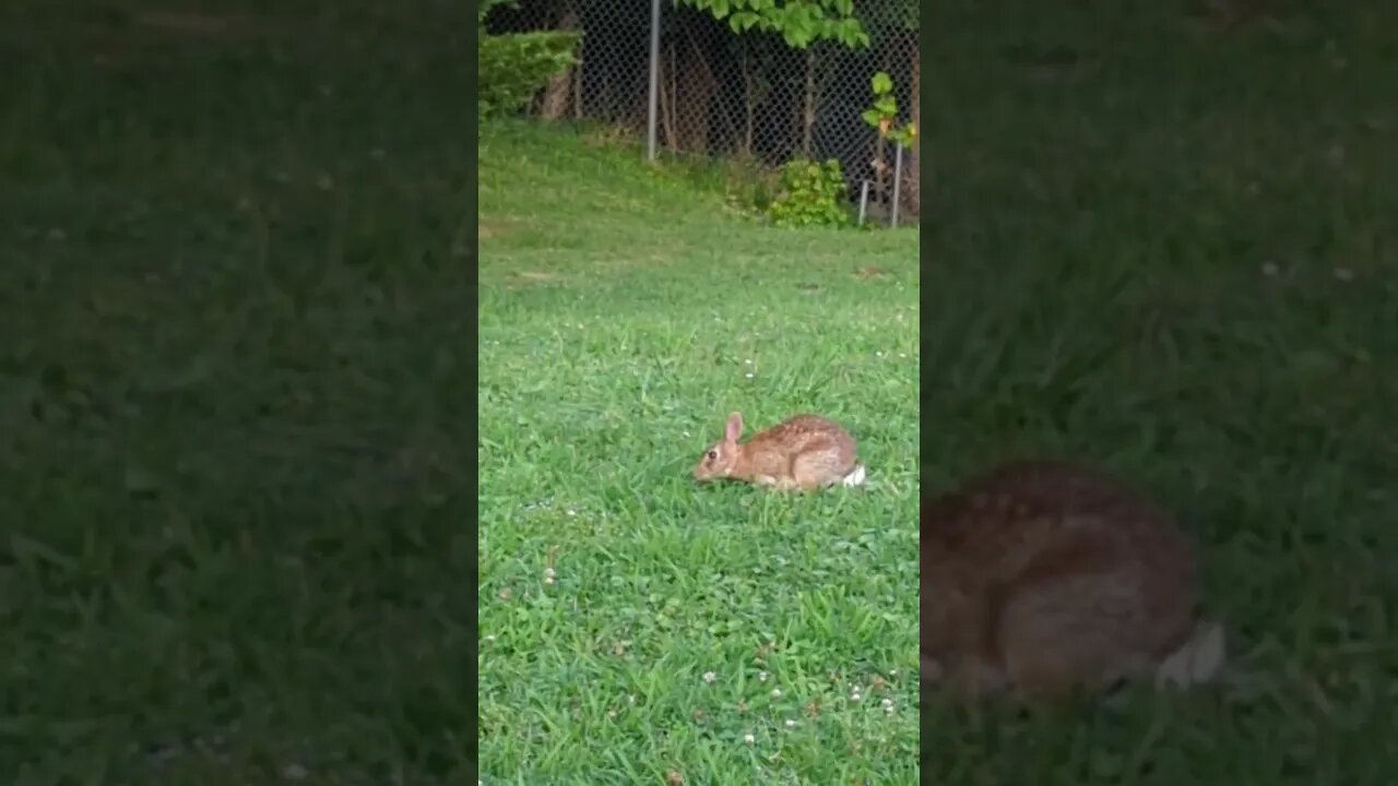 Baby Bunny Living on Plant Site. I Call Him Buster!