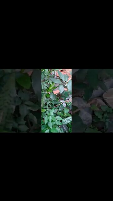 #dogshow , #animals , #dogs , #shorts