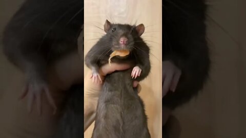 #shorts Смешные животные из Тик Ток 152 Funny animals from Tik Tok