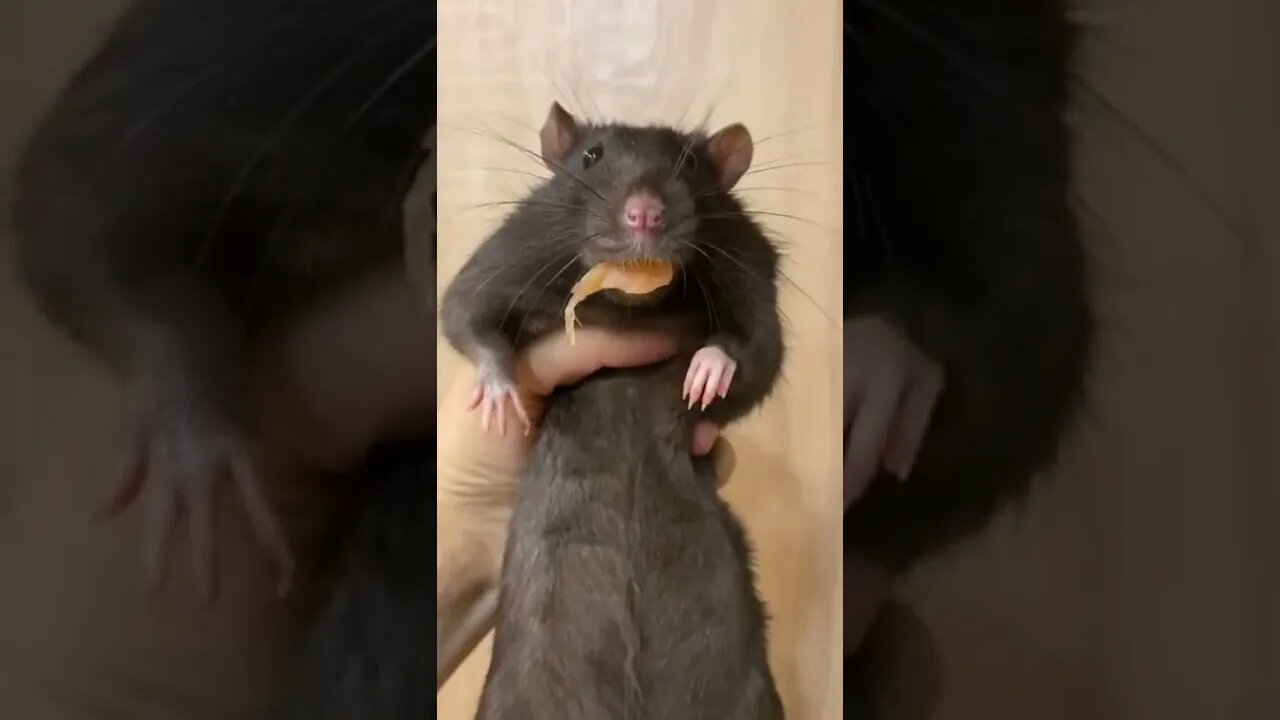 #shorts Смешные животные из Тик Ток 152 Funny animals from Tik Tok