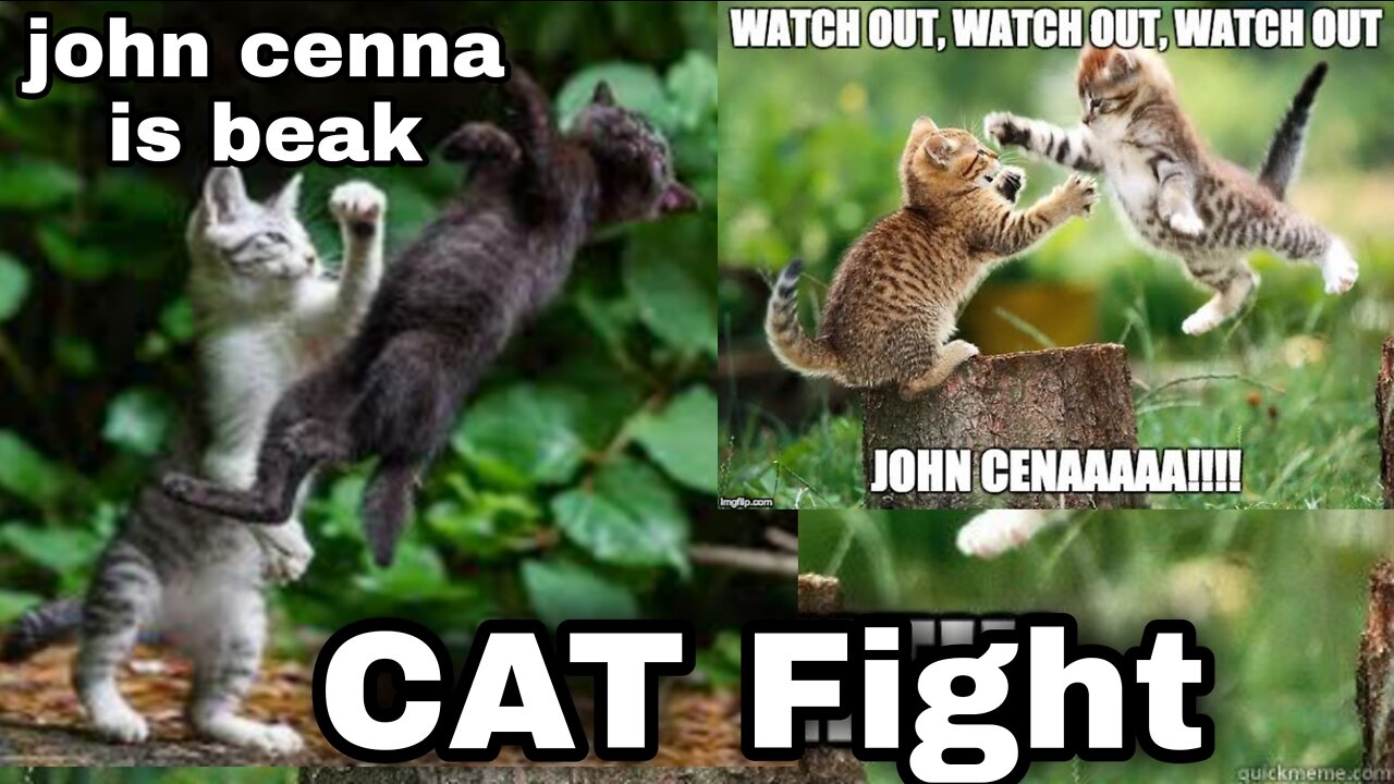 REAL cat fight so funny cats loke like to john cenna