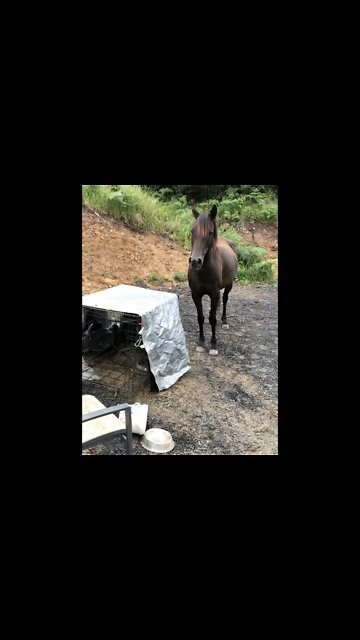 Horse looks after baby guinea fowl