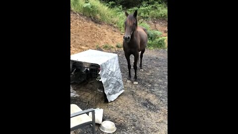 Horse looks after baby guinea fowl