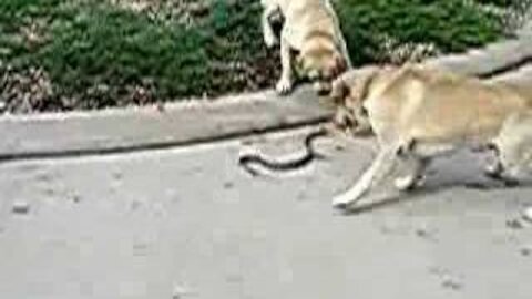 Dogs vs. Snake Real Fighting