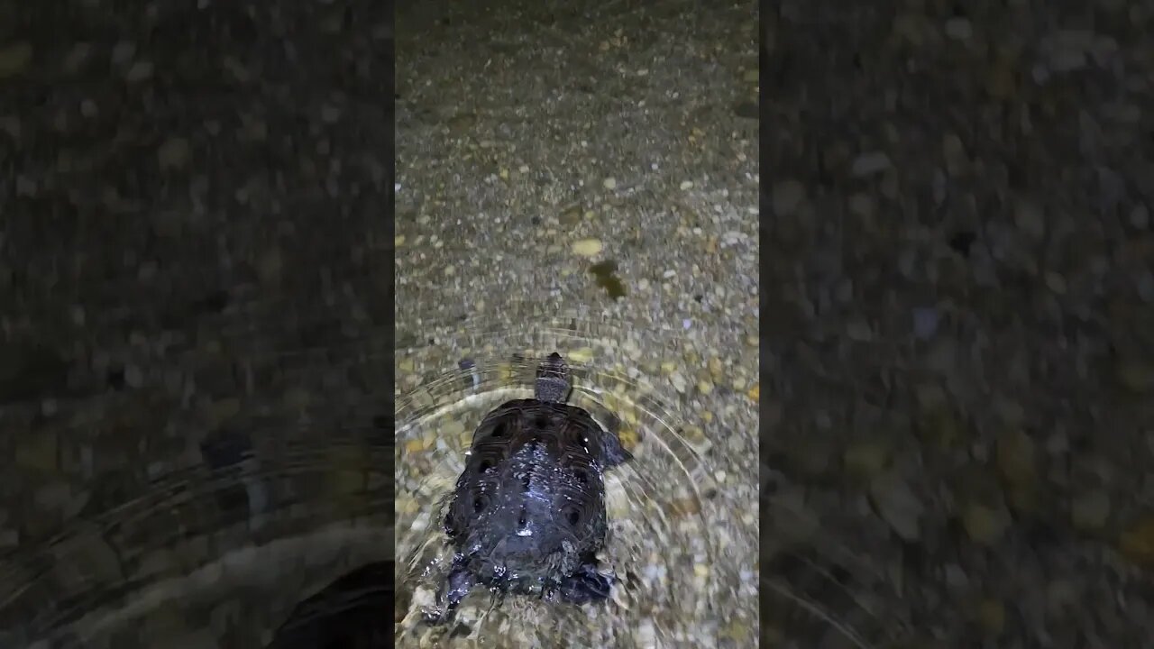 Helping Turtle back into waters😍