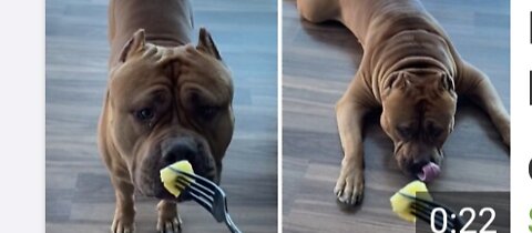 Massive pit bull tries pineapple for the first time
